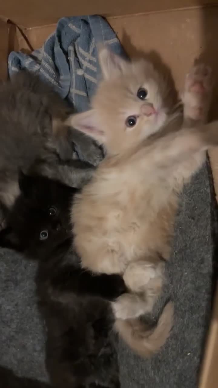 Maine Coon cats for sale: Maine Coon kittens  - Video 2