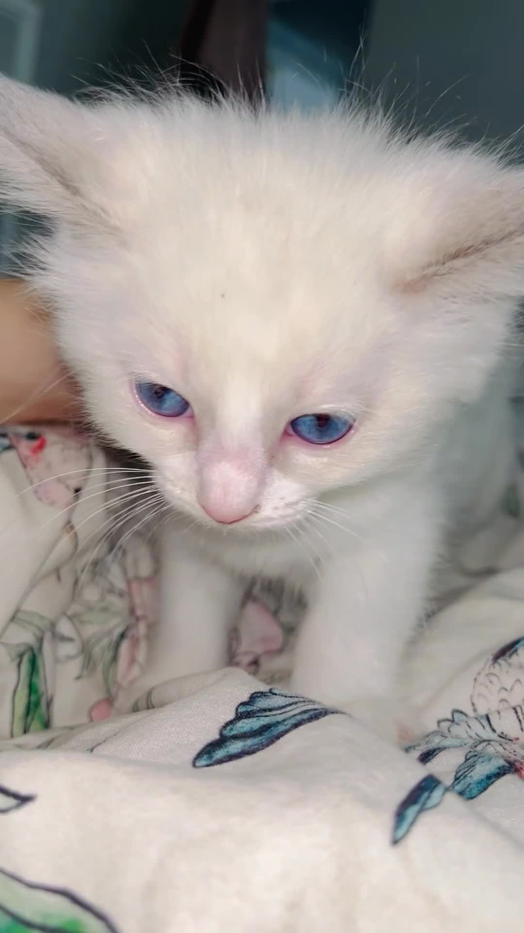Ragdoll cats for sale: Purebred Ragdoll Kittens 😻😻 - Video 1