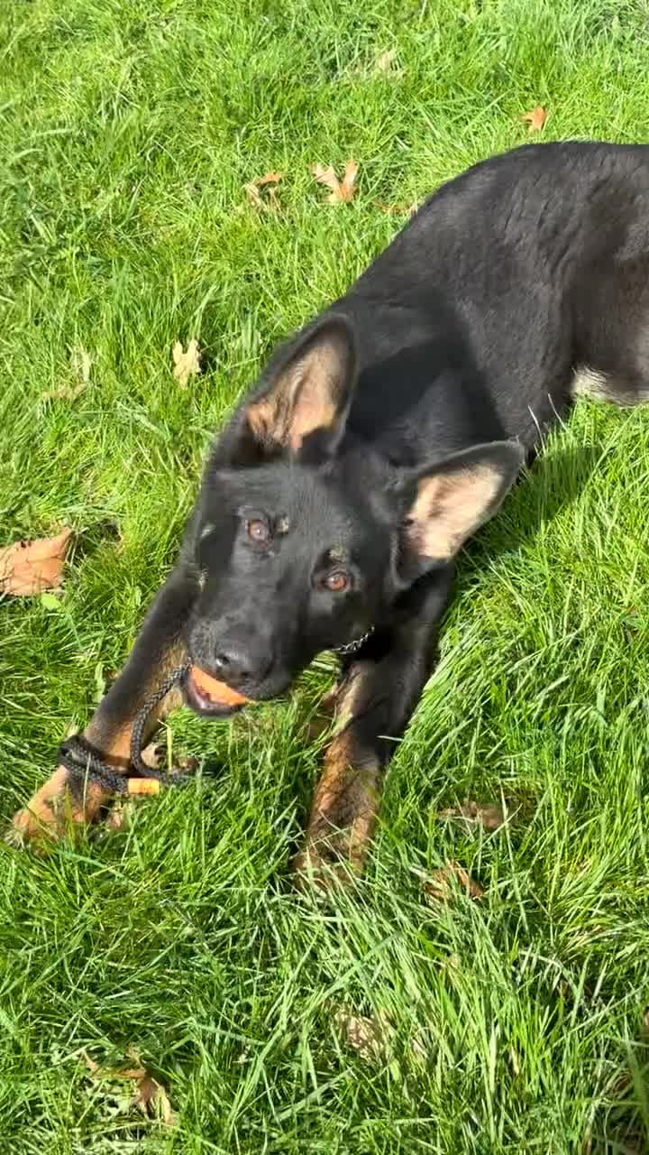 German Shepherd dogs for sale: **TOP WORKING LINE GERMAN SHEPHERD PUPPY** - Video 1