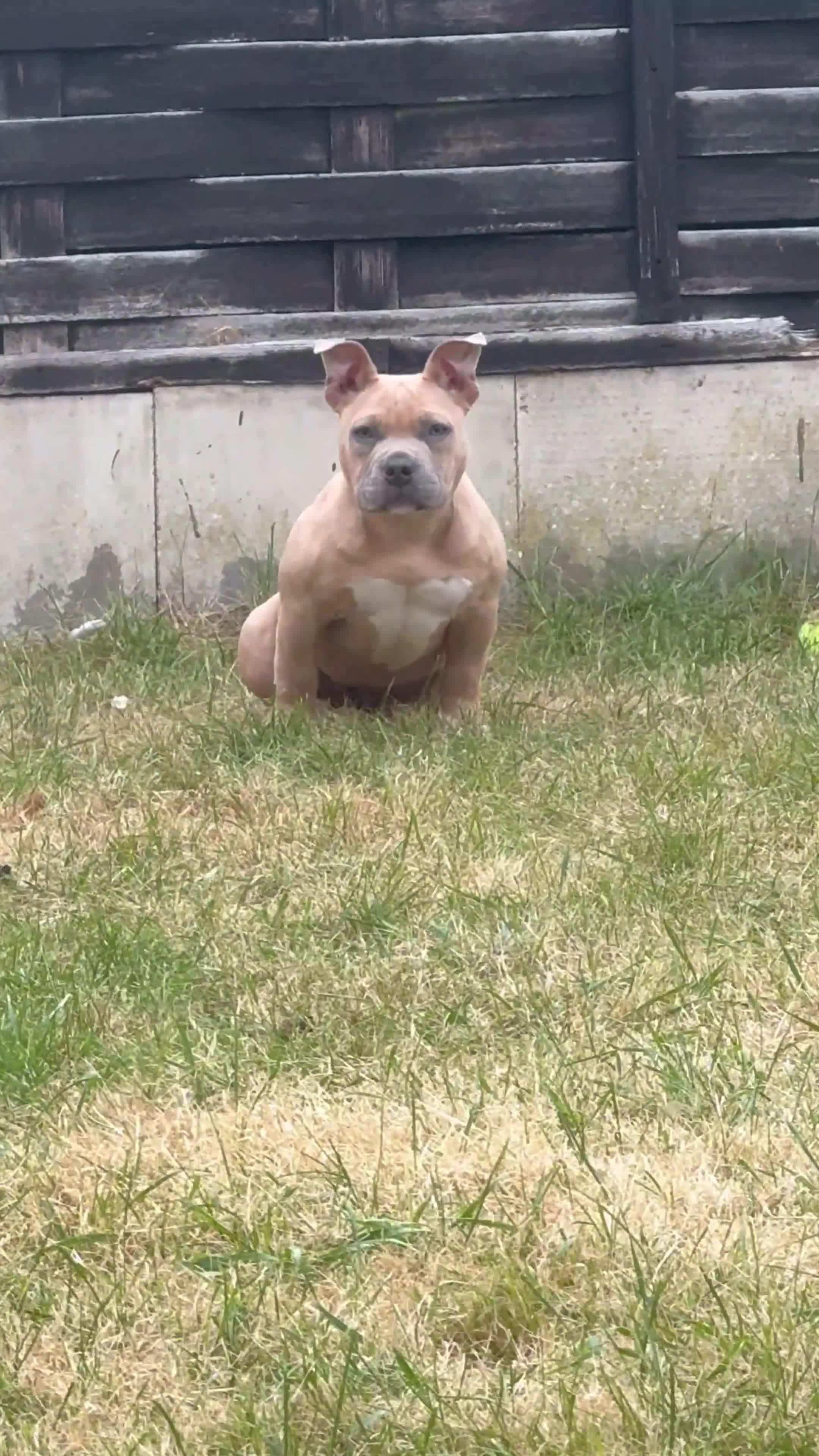 American Bully dogs for sale: 20 week old pocket bully puppy - Video 1