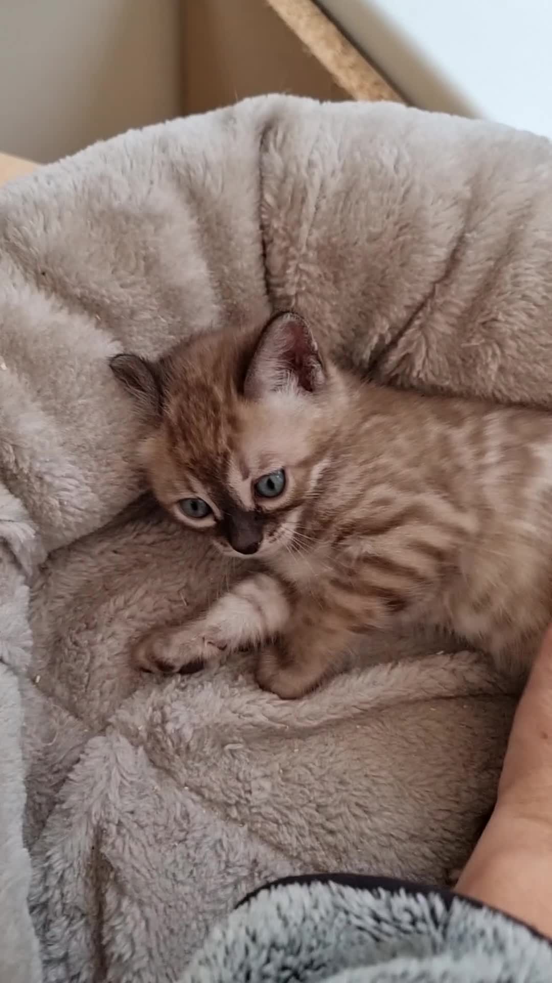 Bengal cats for sale: TICA Registered Bengal Kittens–Ready Nov 2025 🐾 - Video 1