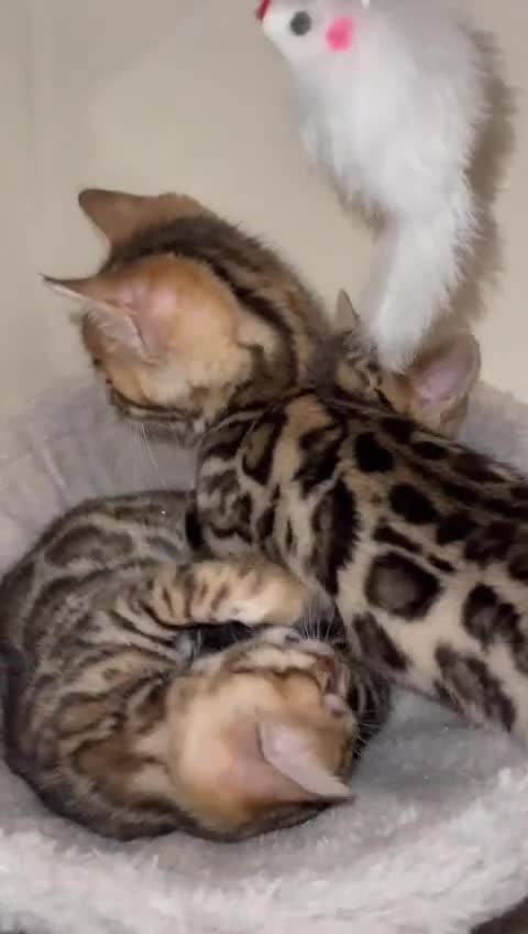 Bengal cats for sale: 5 Outstanding bengal kittens ready for a family  - Video 1