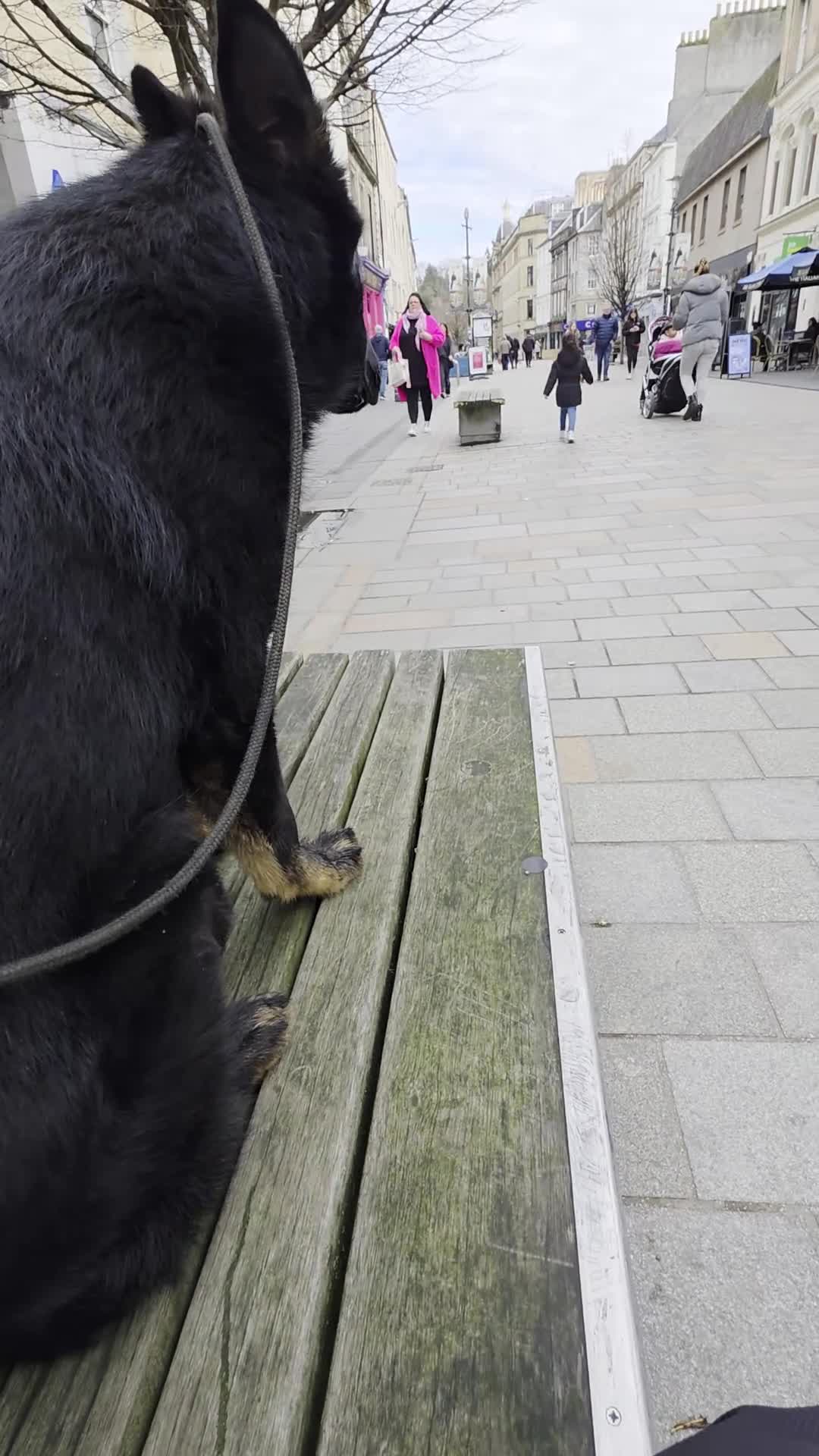 German Shepherd dogs for sale: Rambo, Stunning BiColour GSD Personal Protection  - Video 1