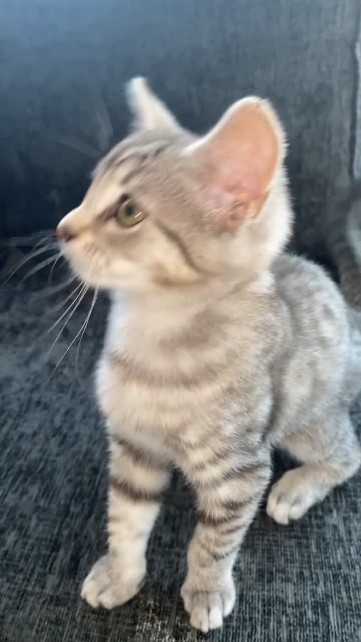 Mixed Breed cats for sale: Female kitten for sale in Rhyl - Video 2