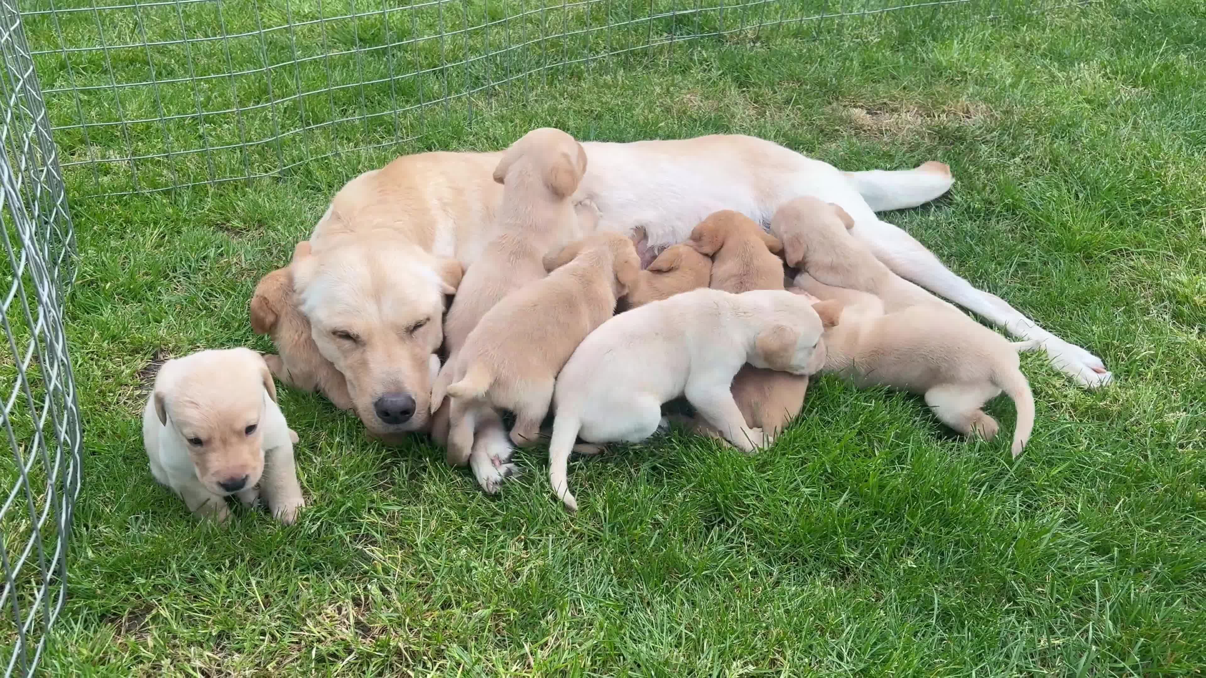 Labrador Retriever dogs for sale: 10/10 MALE PUP AVAILABLE WITH UNMATCHED PEDIGREE  - Video 1