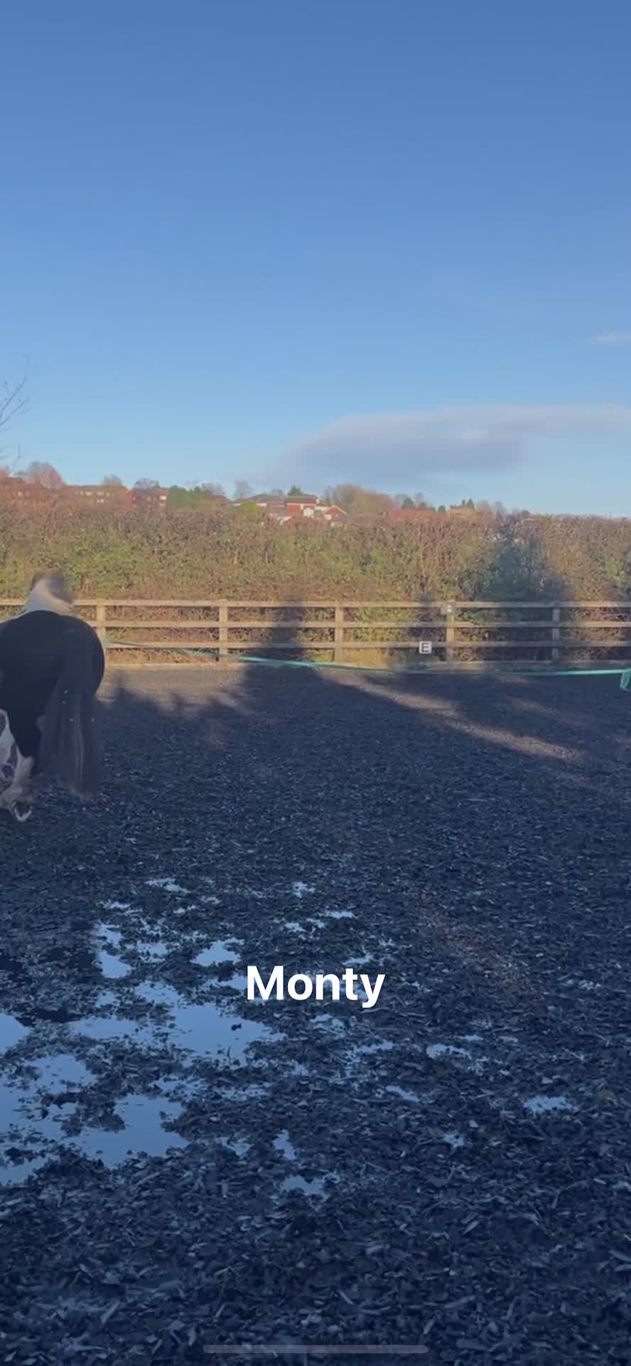 Irish Cob horses for sale: For Sale: Monty - Video 2