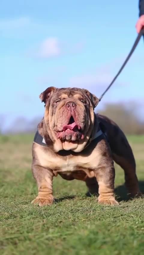 English Bulldog dogs for stud: Mr. Emperor 🍫 - Video 2
