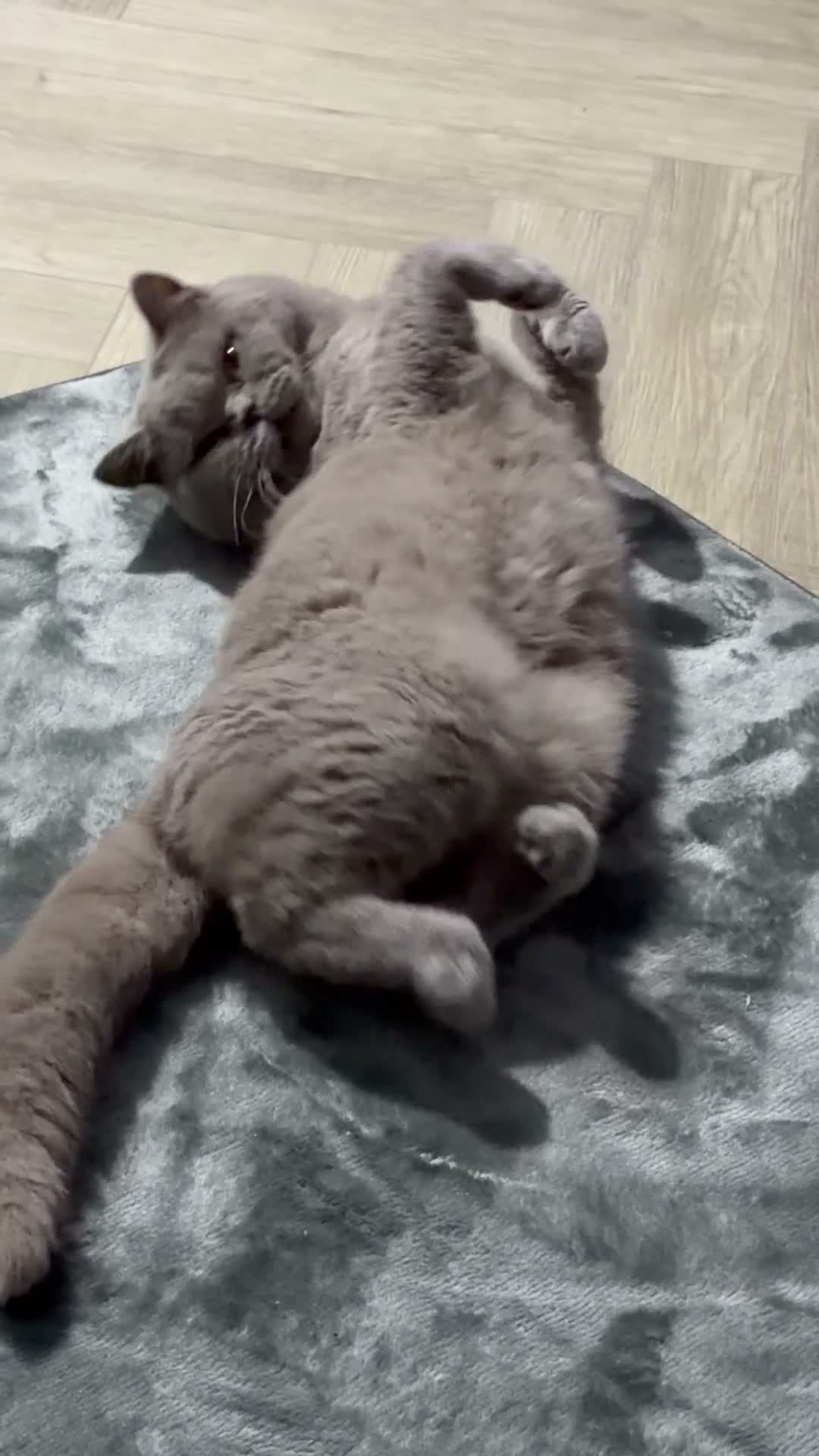 British Shorthair cats for stud: Bexivia Hugo Champion lines at STUD ONLY!  - Video 2