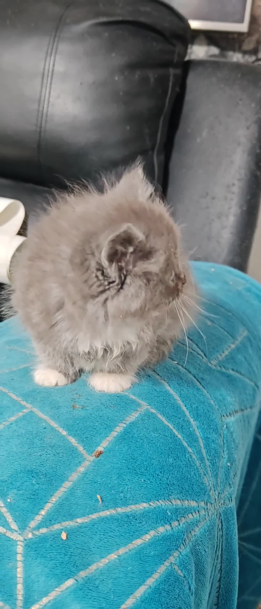 Mixed Breed cats for sale: Adorable Fluffy Persian Cross Kittens–🐱✨  - Video 3