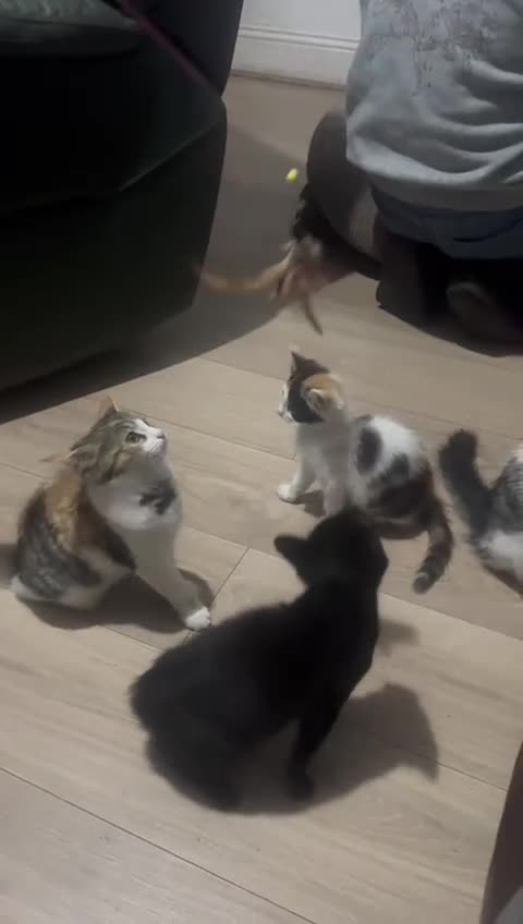 Asian cats for sale: Beautiful Asian Kittens Looking for Loving Homes  in Birmingham - Video 1