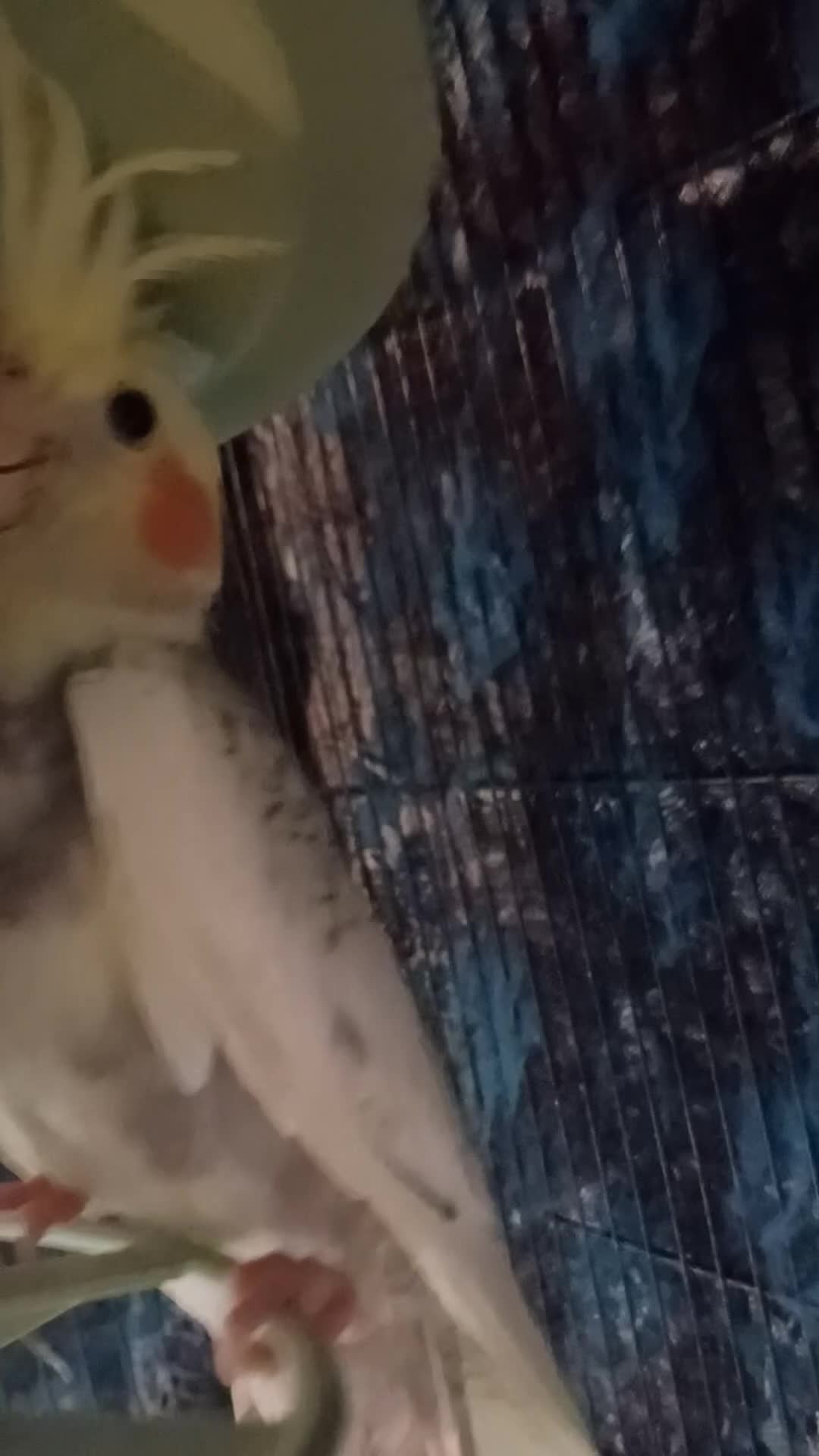 Cockatiels birds for sale: Breeding cockatiels with babies - Video 2