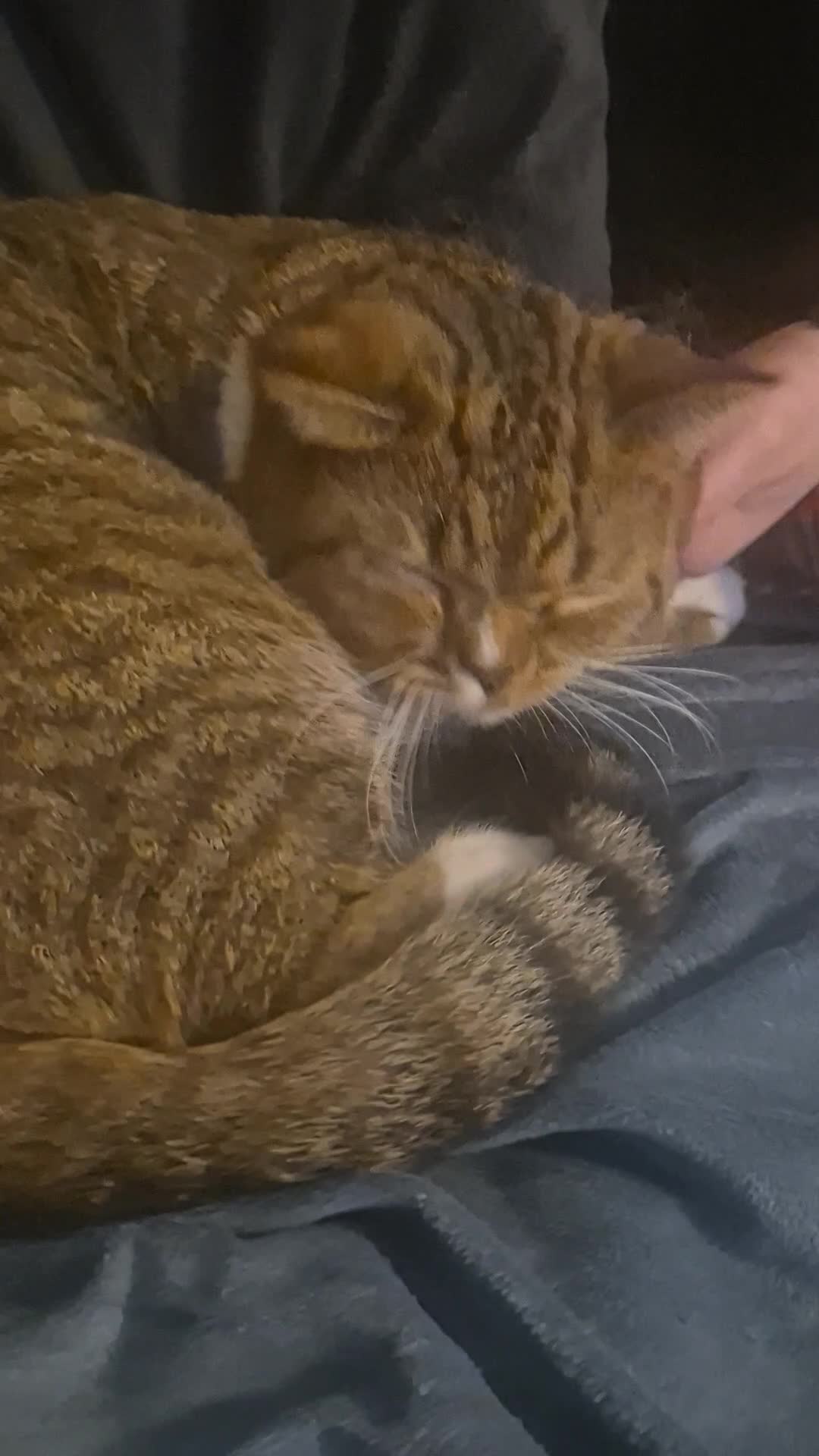 Selkirk Rex cats for sale: Pedigree selkirk rex cuddliest boy - Video 2