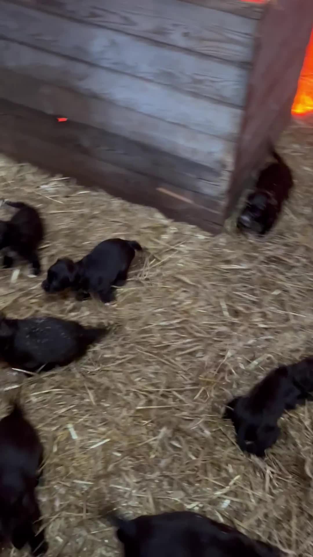 Sprocker dogs for sale: Beautiful F1 Sprockers - Video 1