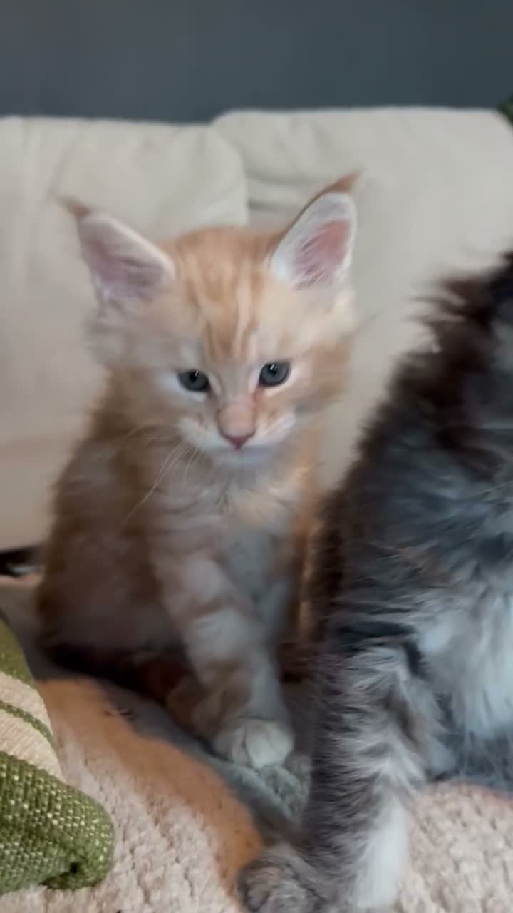 Maine Coon cats for sale: Maine Coon kittens from champion lines  - Video 1