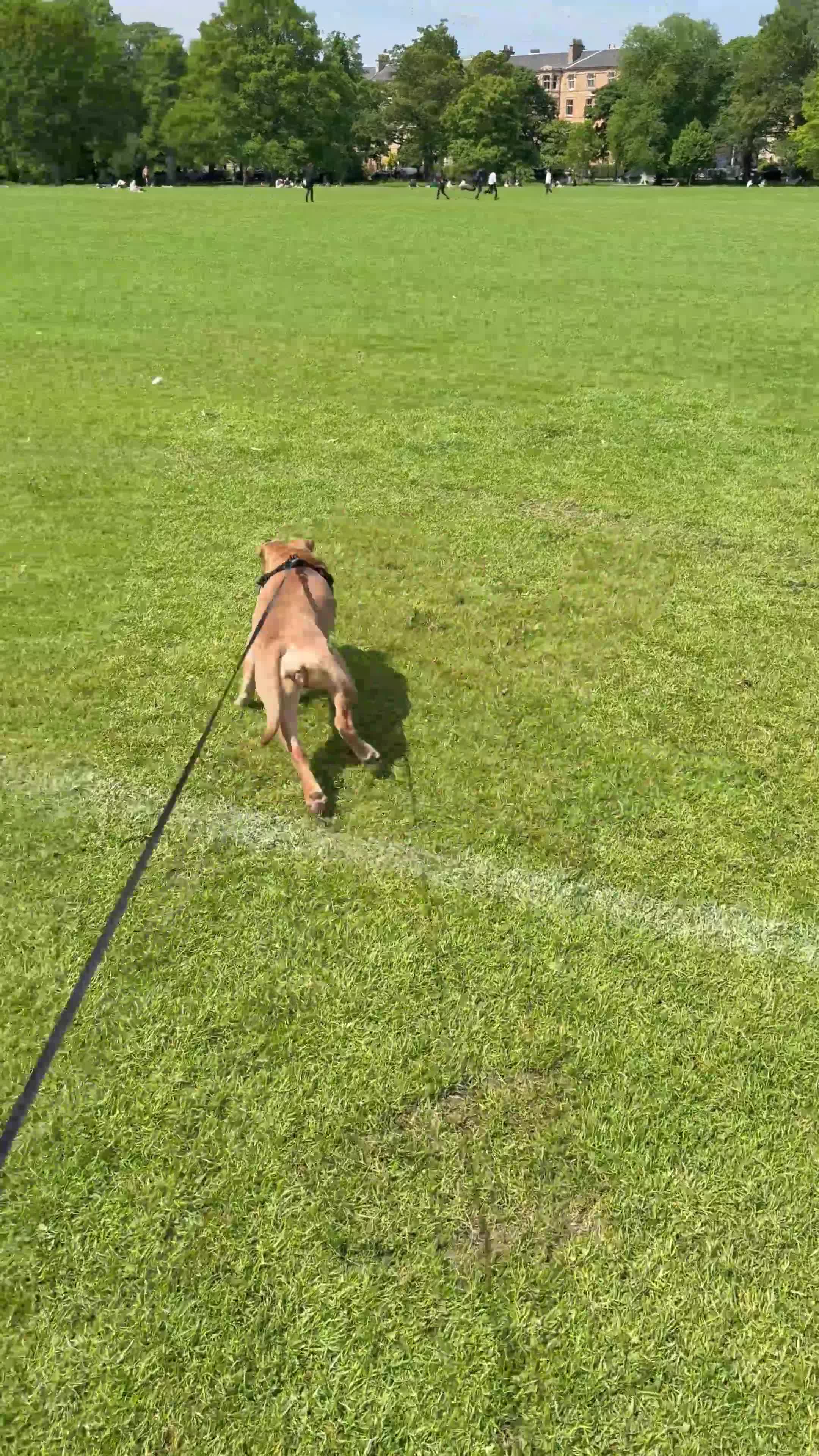 Mixed Breed dogs for sale: Daisy female 8months old - Video 1
