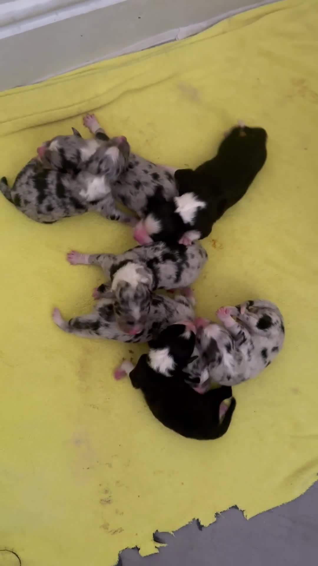 Australian Shepherd dogs for sale: Beautiful Australian Shepherds  - Video 2