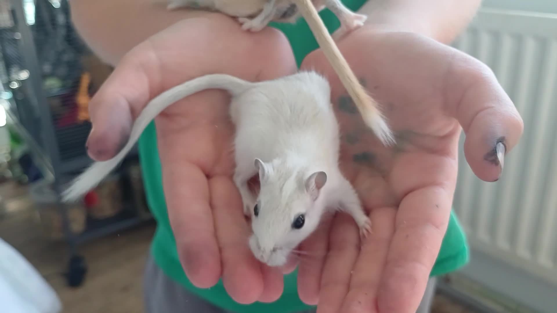 Gerbil rodents for sale: 2 male gerbil brothers - Video 1