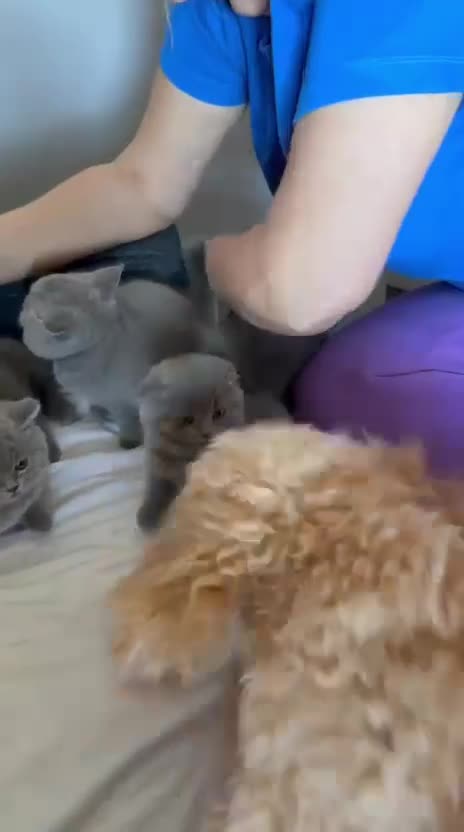 Scottish Fold cats for sale: Six Soft and Gorgeous Kittens - Video 4