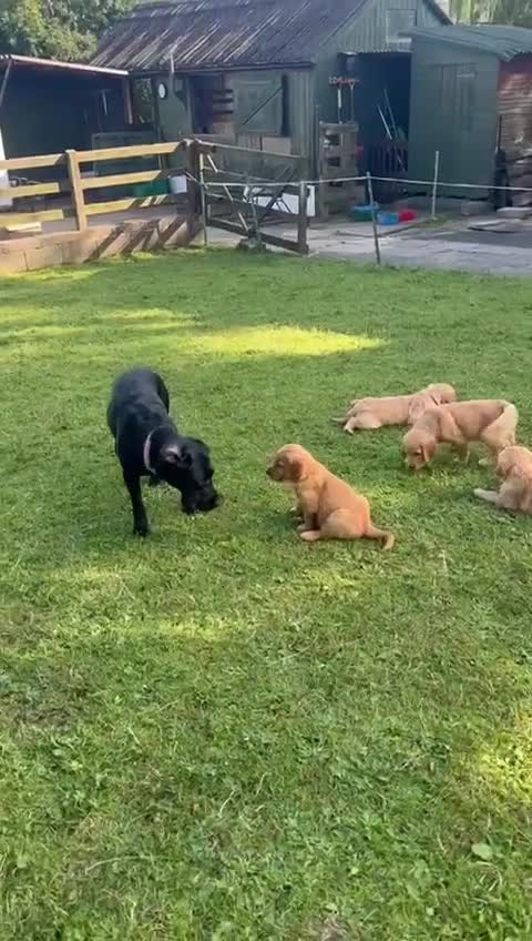 Golden Retriever dogs for sale: 2 beautiful golden retriever boys available. - Video 4