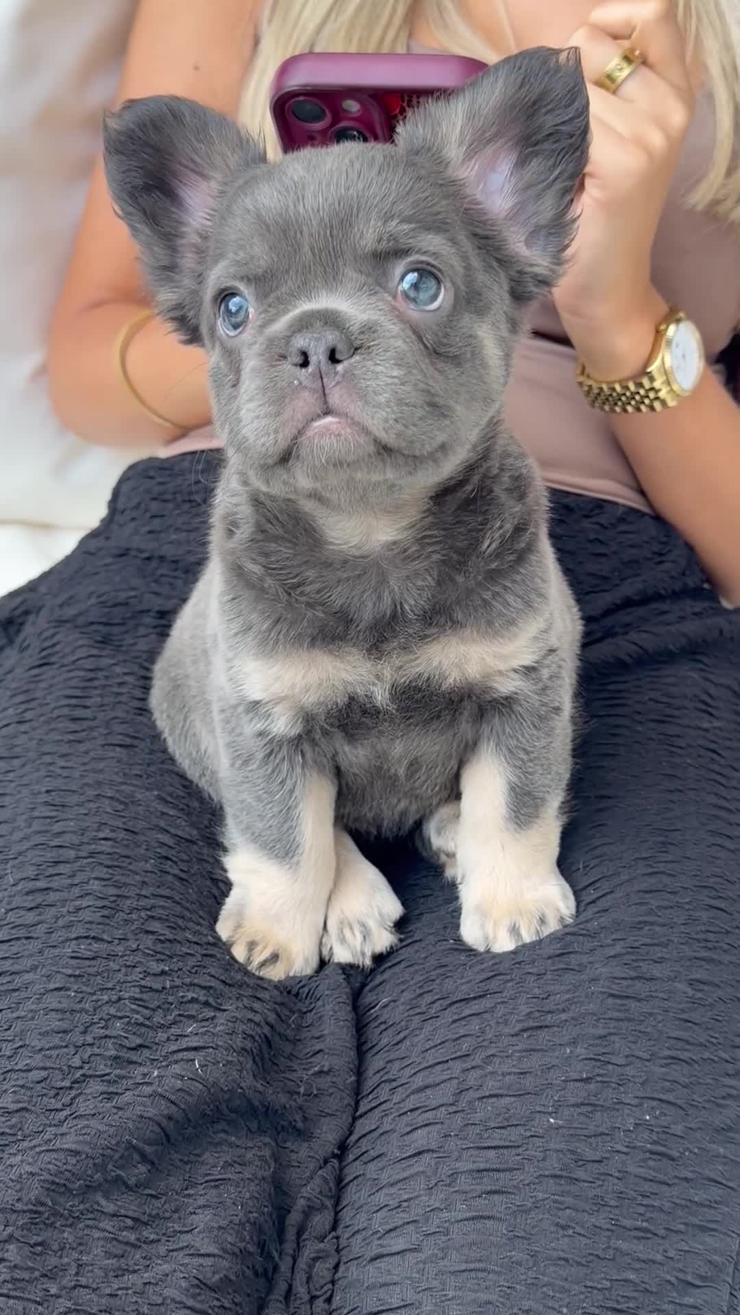 French Bulldog dogs for sale: STUNNING FLUFFY FRENCH BULLDOGS  in Cambridge - Video 2