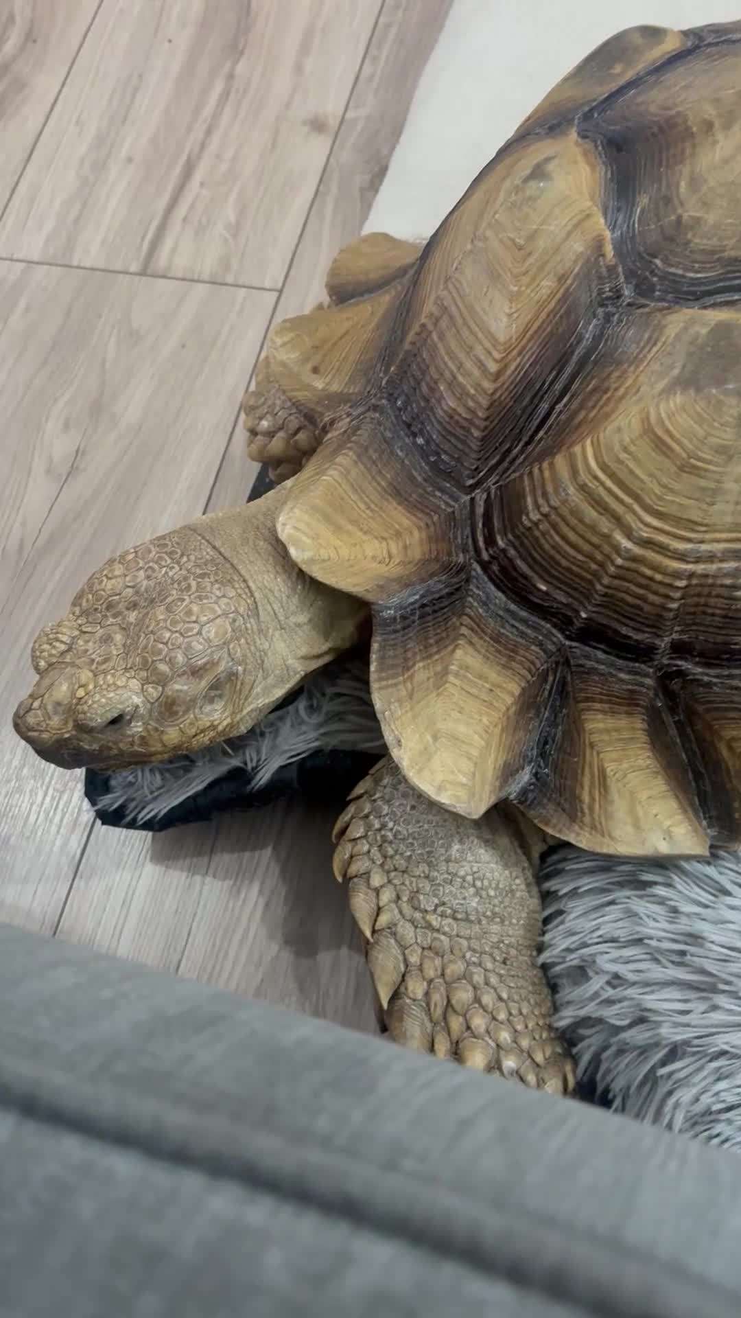 Tortoise reptiles for sale: Tortoise  - Video 1