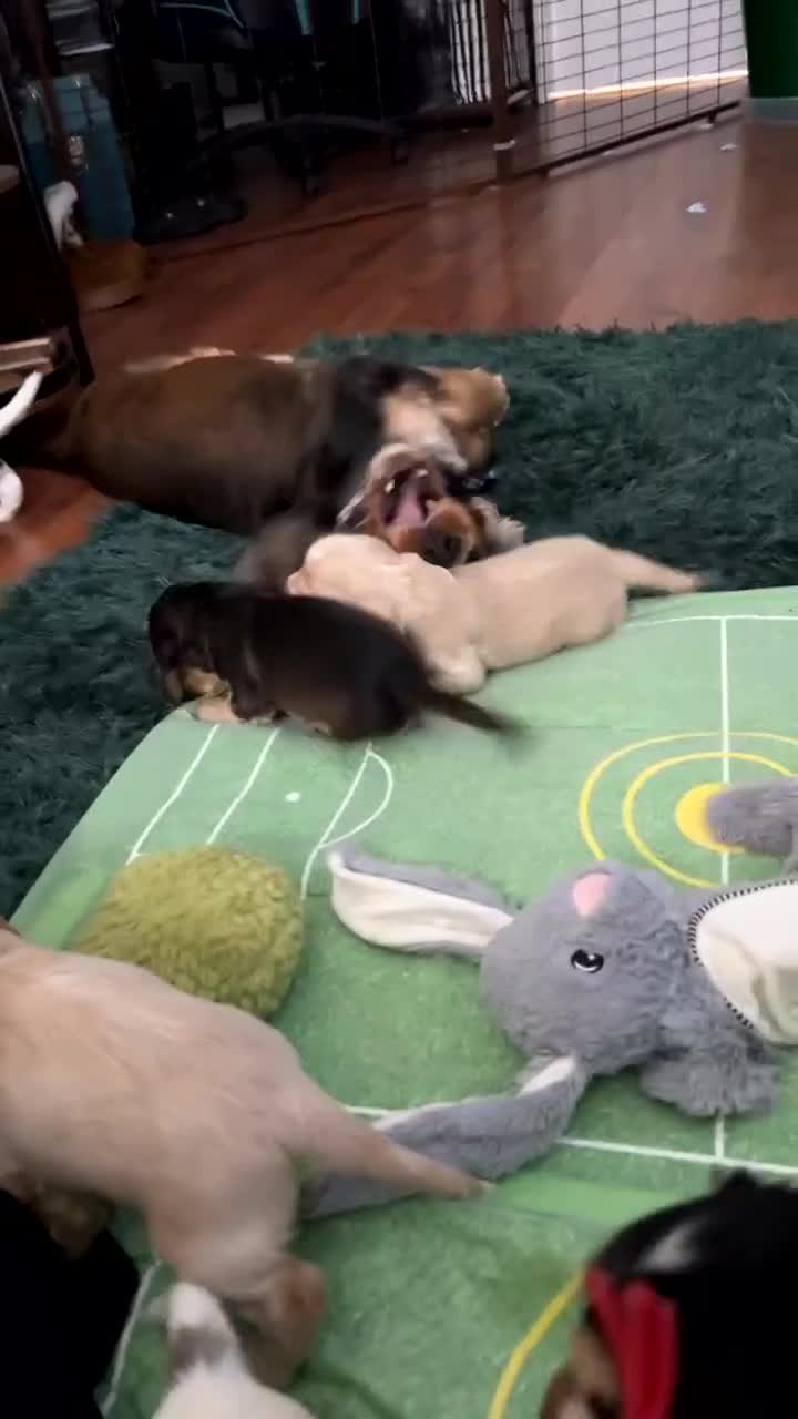 Cocker Spaniel dogs for sale: KC registered, health tested, Show cocker spaniels - Video 2