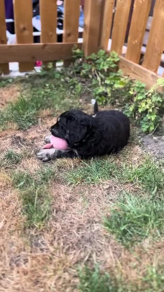 Goldendoodle dogs for sale: Outstanding F1 Standard Goldendoodle Puppies Large - Video 1