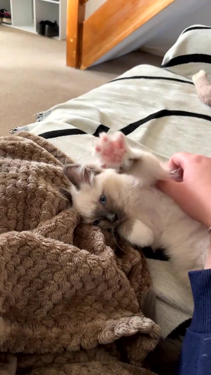 Ragdoll cats for sale: Loving Seal Point Ragdoll Looking For a New Home - Video 3