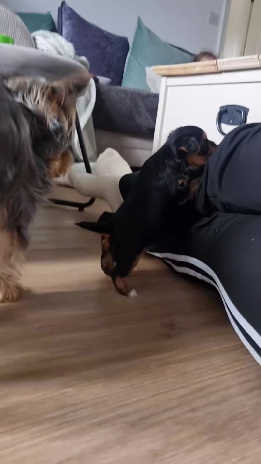 Yorkshire Terrier dogs for sale: 3 yorkshire terrier puppies - Video 1