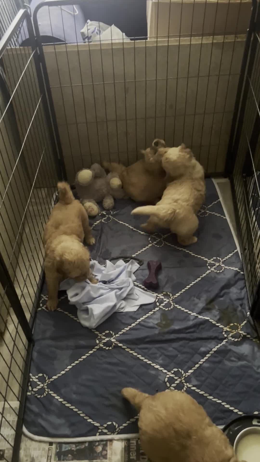 Golden Retriever dogs for sale: 🐾 Golden Retriever Puppies – Raised with Love 🐾 - Video 2