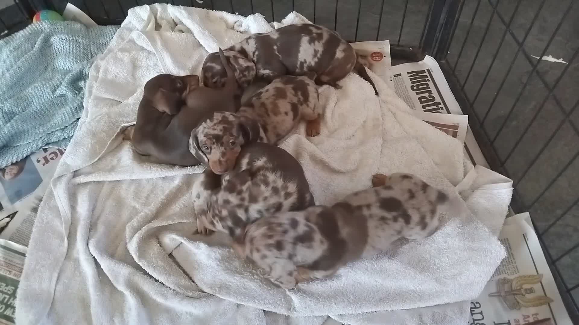 Miniature Dachshund dogs for sale: Miniature dashchund  - Video 1