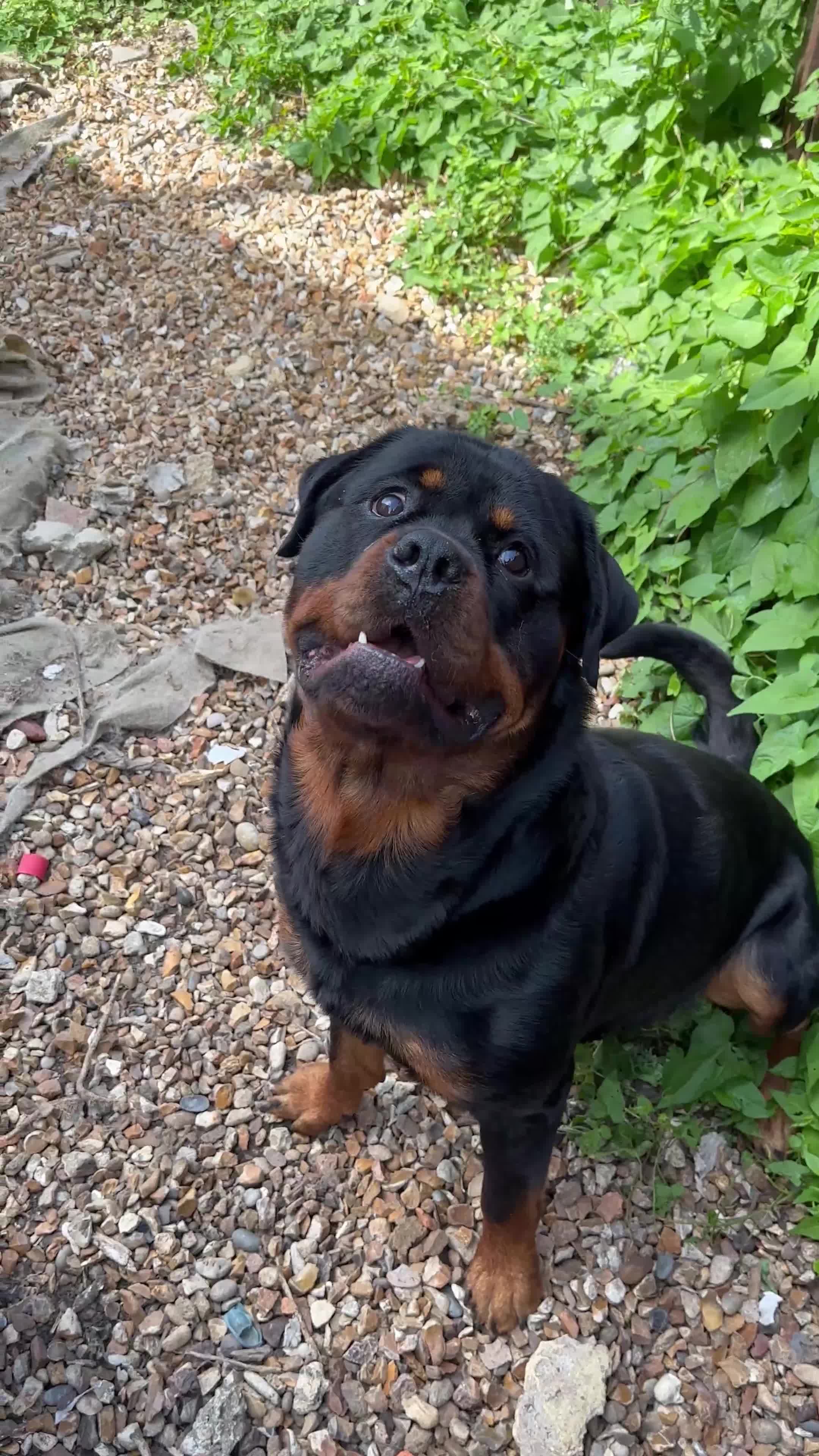 Rottweiler dogs for stud: Rottweiler Dog for Stud - Video 1