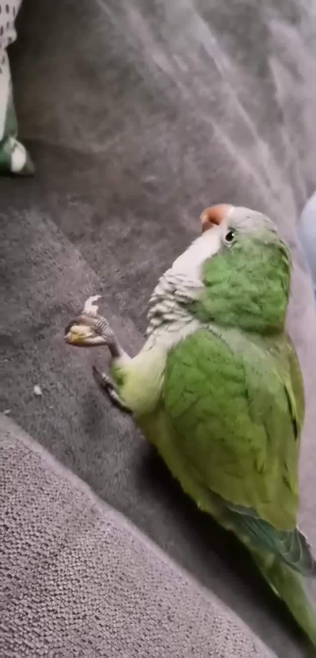 Parakeets birds for sale: Pair of hand reared quaker parrots, male/female - Video 1