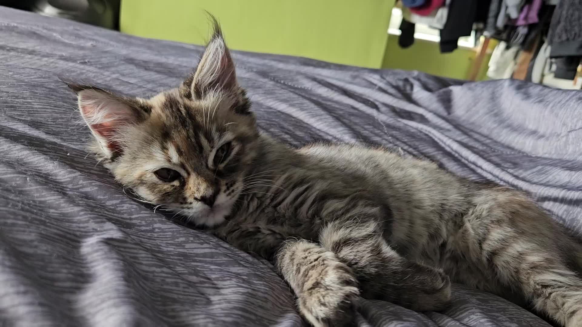 Ragcoon cats for sale: Ragcoon girl - Video 1