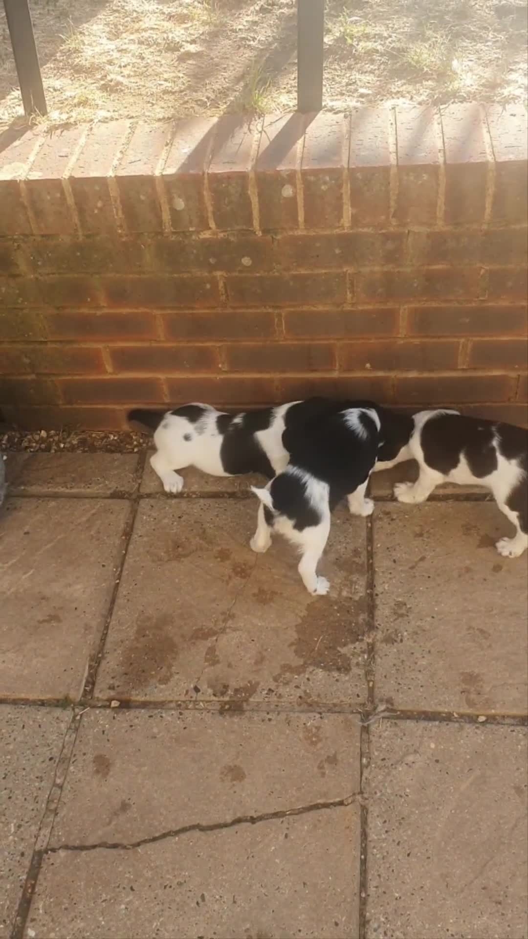 English Springer Spaniel dogs for sale: 🐾 English Springer Spaniel Puppies – £1,000 🐾 - Video 2