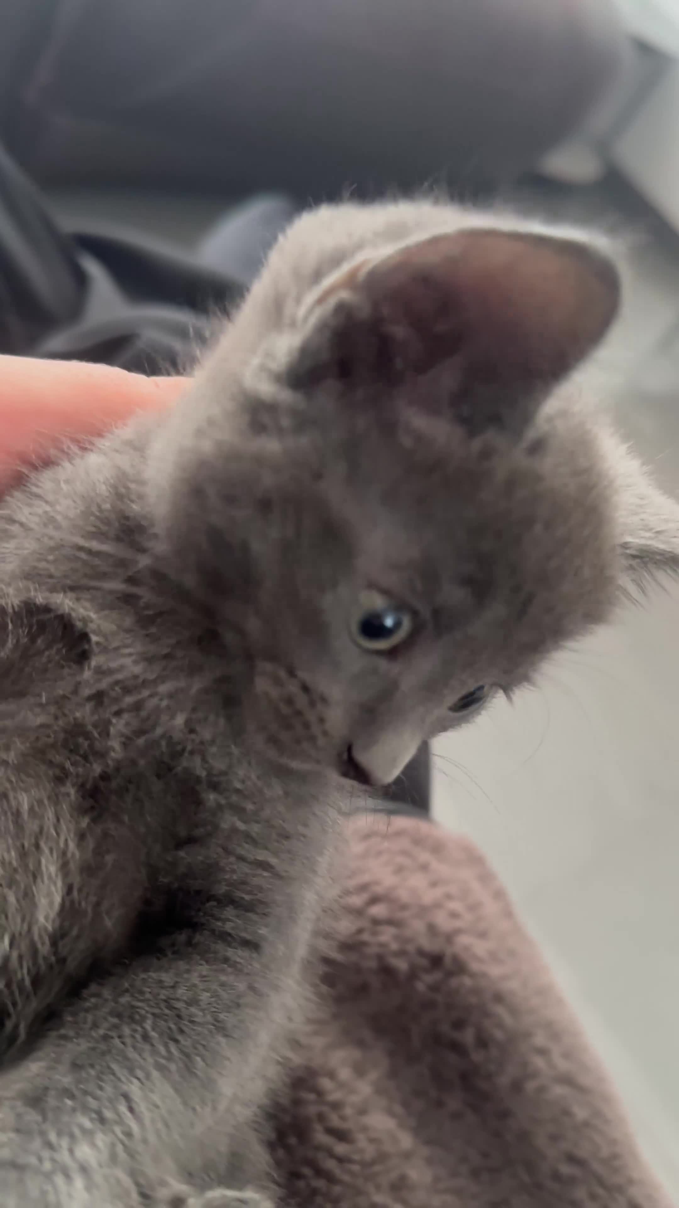 Maine Coon cats for sale: 2 beautiful cross kittens looking for loving homes - Video 2
