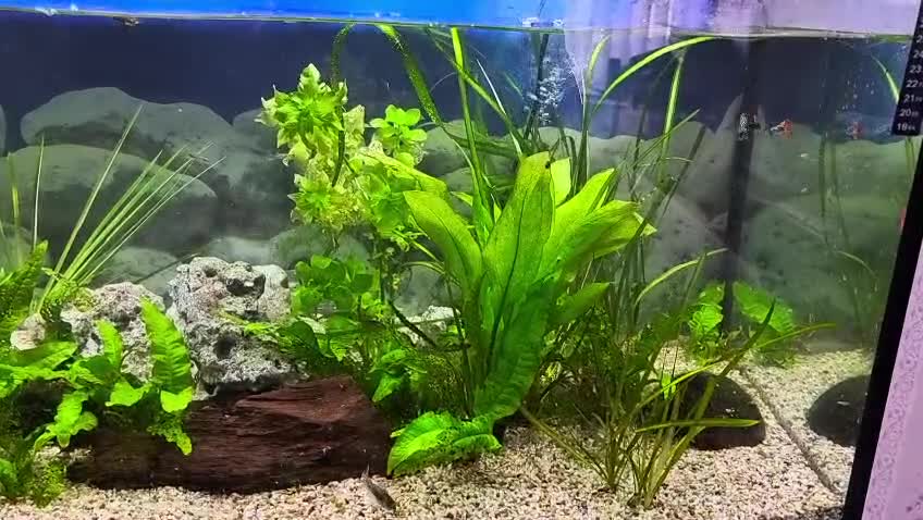 Cichlids fish for sale: 2 LARGE FISH TANKS AND SETUP - Video 3