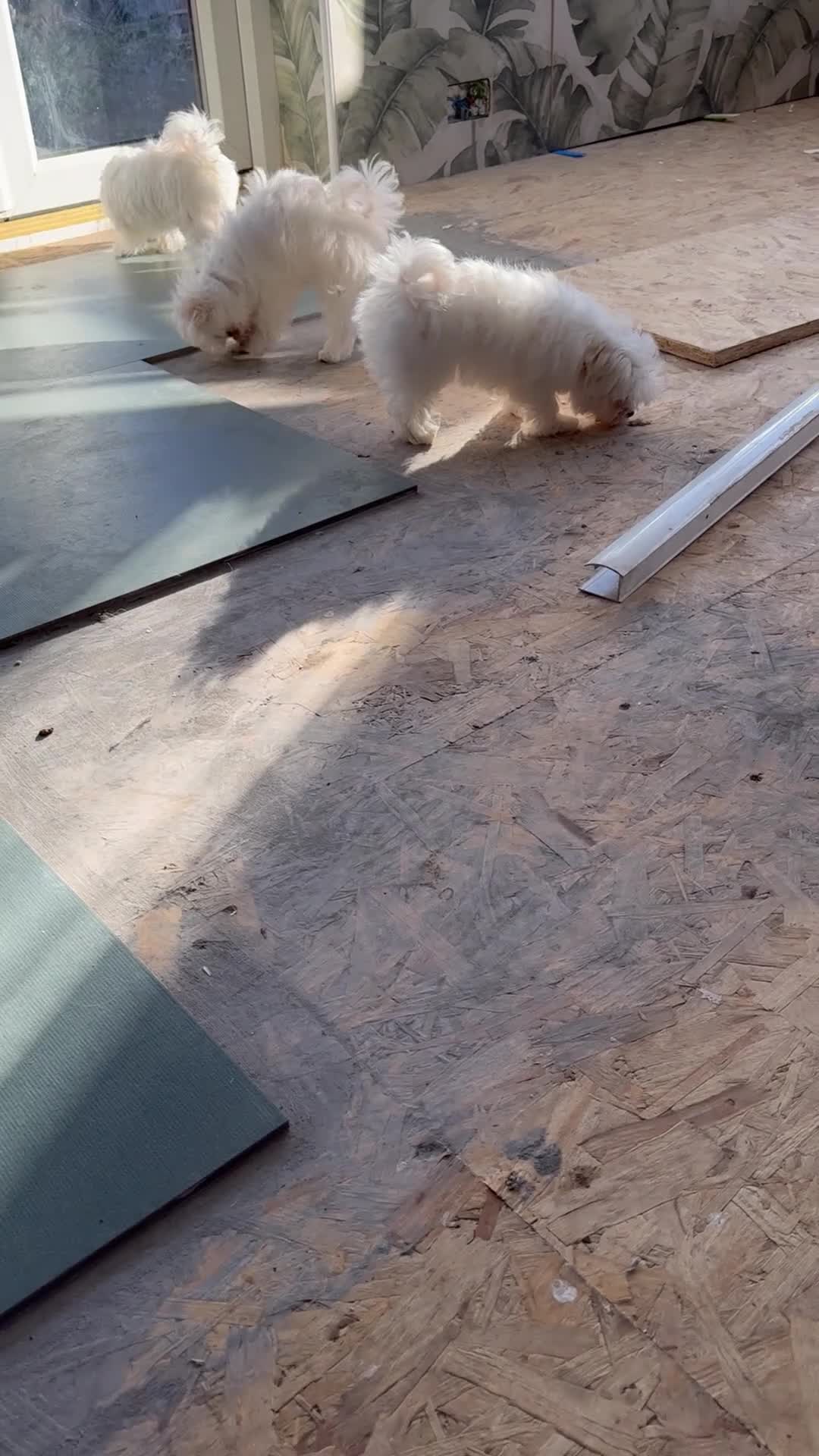 Maltese dogs for sale: Smallest Korean Maltese puppy’s available  - Video 2