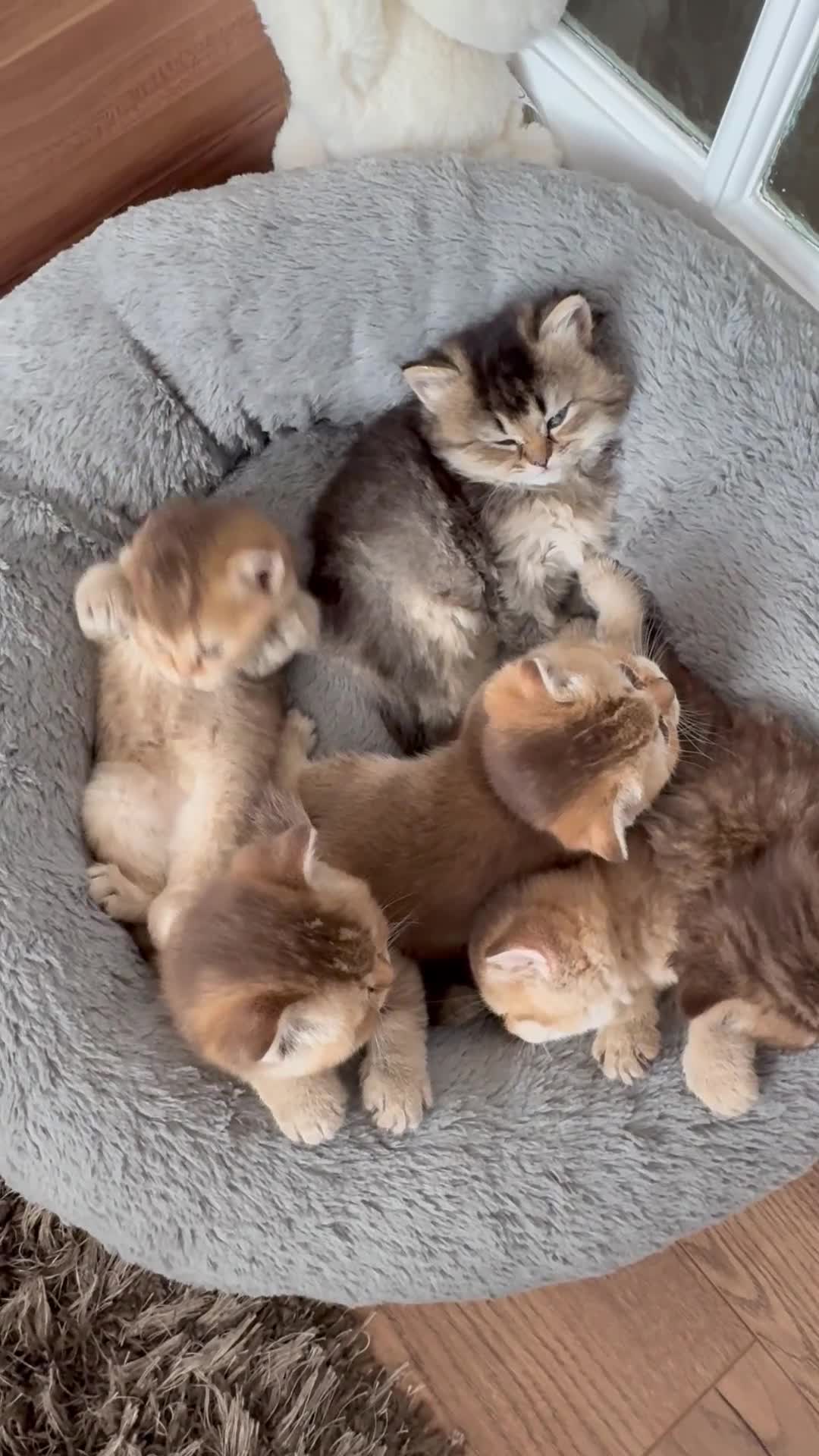 British Shorthair cats for sale: 4 Golden british shorthair/2 longhair kittens - Video 2