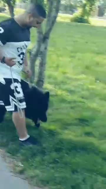German Shepherd dogs for sale: German Shepherd – 9 Months Old - Video 1
