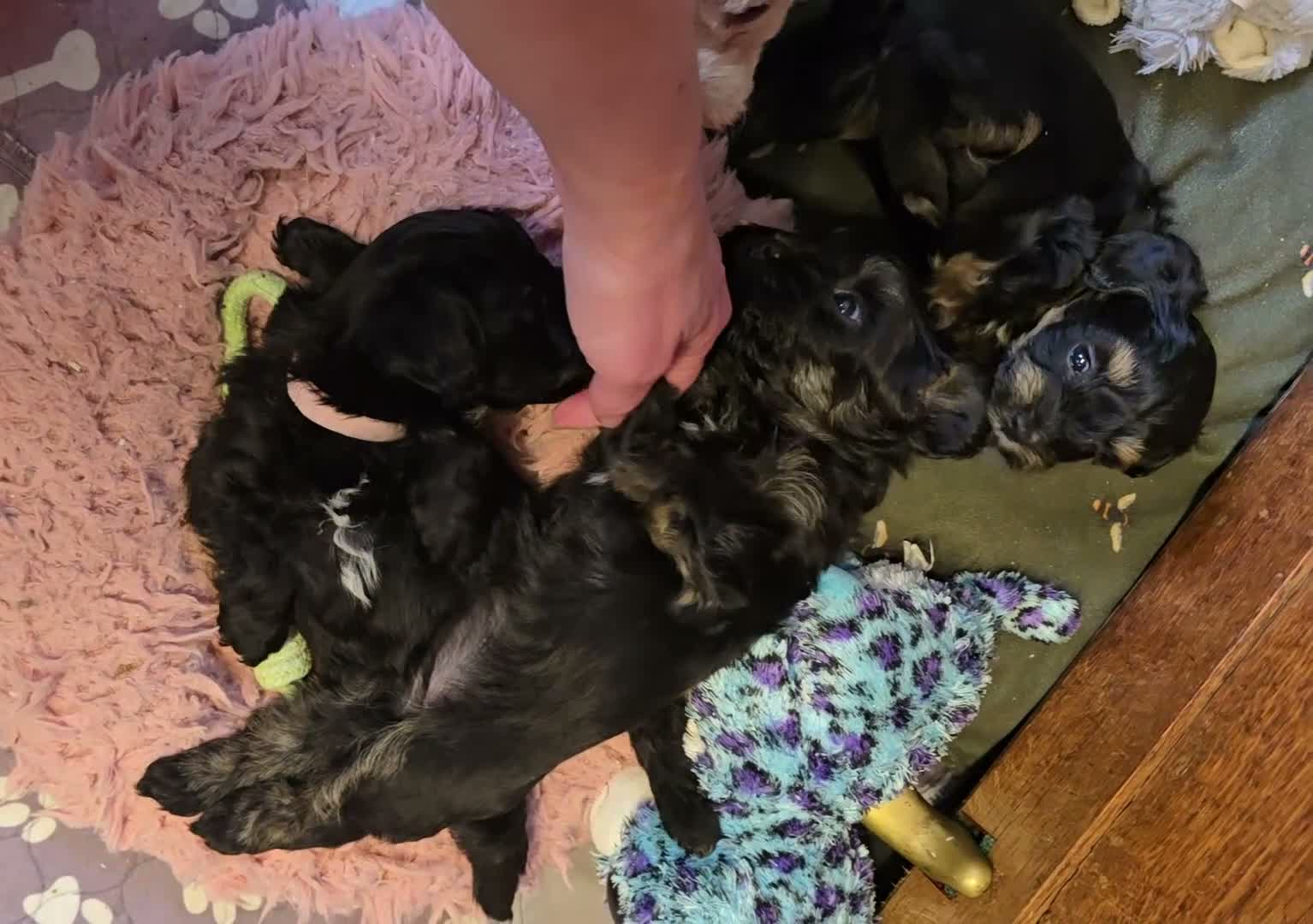 Maltipoo dogs for sale: ❤️Exquisite F1 maltipoo female 5⭐️council licensed - Video 1