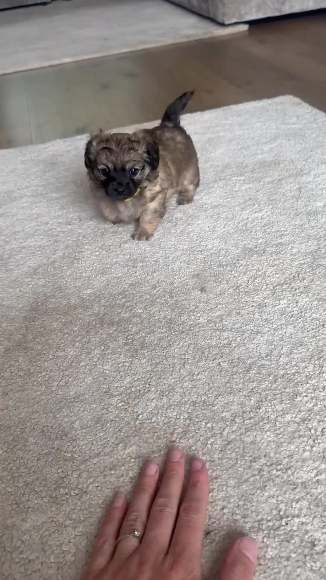 Mixed Breed dogs for sale: Beautiful Chihuahua x  Puppies - Video 2