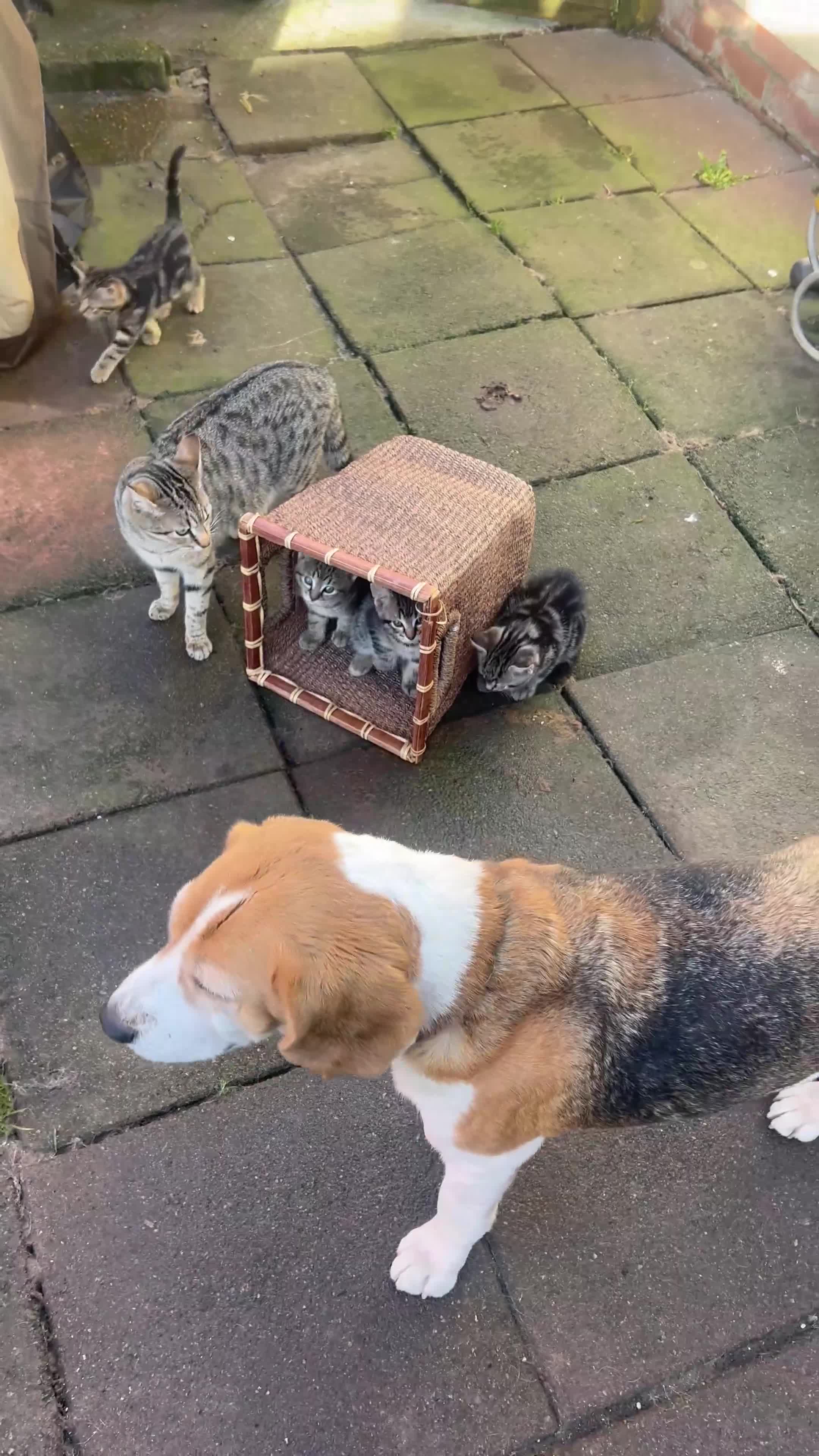 Mixed Breed cats for sale: Kittens - Video 1