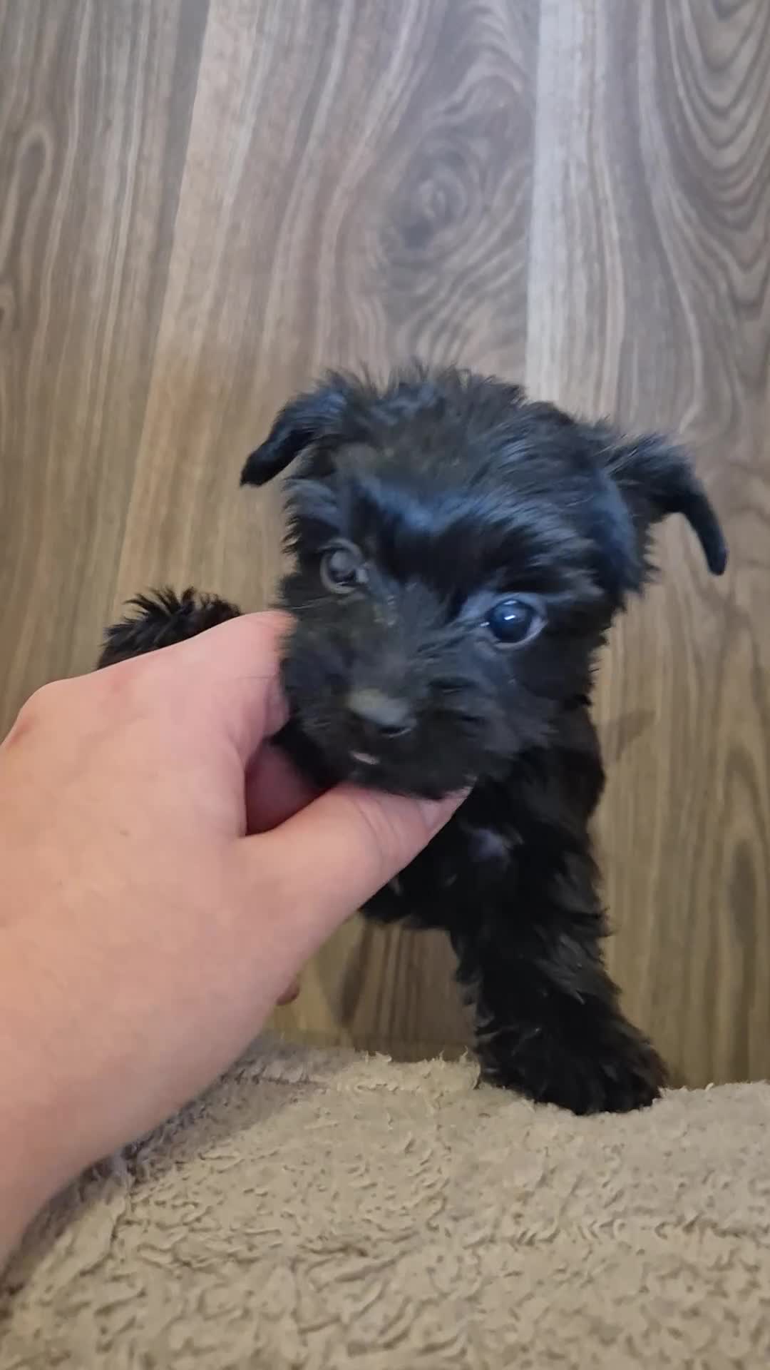 Yorkshire Terrier dogs for sale: Lilliputian Yorkies all now reserved - Video 3