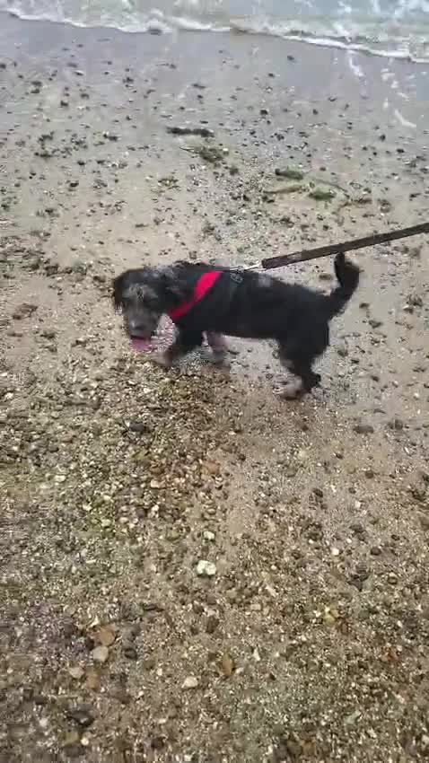 Jackapoo dogs for sale: Jackapoo for £700 Ono  - Video 1
