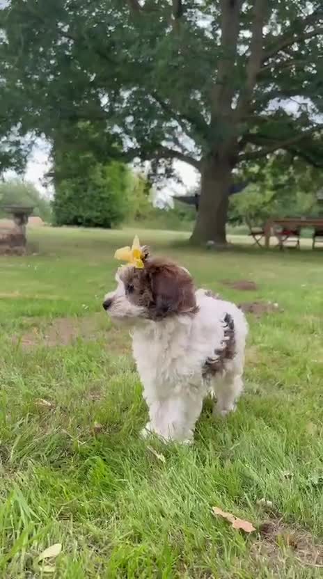 Cavapoo dogs for sale: F2 Cavapoo puppies - Video 1