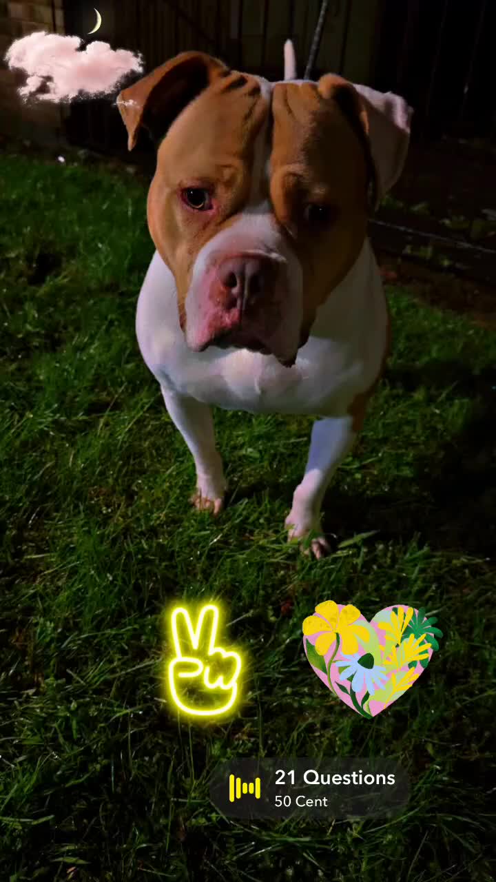 Mixed Breed dogs for stud: Dog stud in Oldham - Video 2