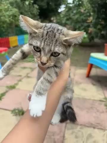 British Shorthair cats for sale: 5 cute British shorthair breed kittens  in Ilford - Video 3