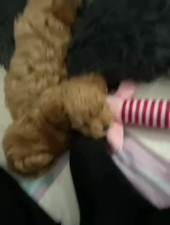 Maltipoo dogs for sale: Beautiful  Maltipoo puppies F1B 🥰 - Video 2