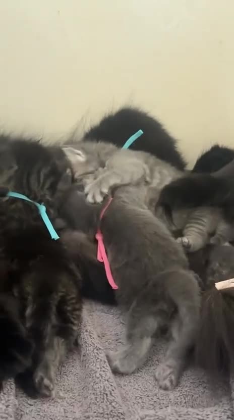 Maine Coon cats for sale: 5 Cross Maine Coon kittens for sale  - Video 2